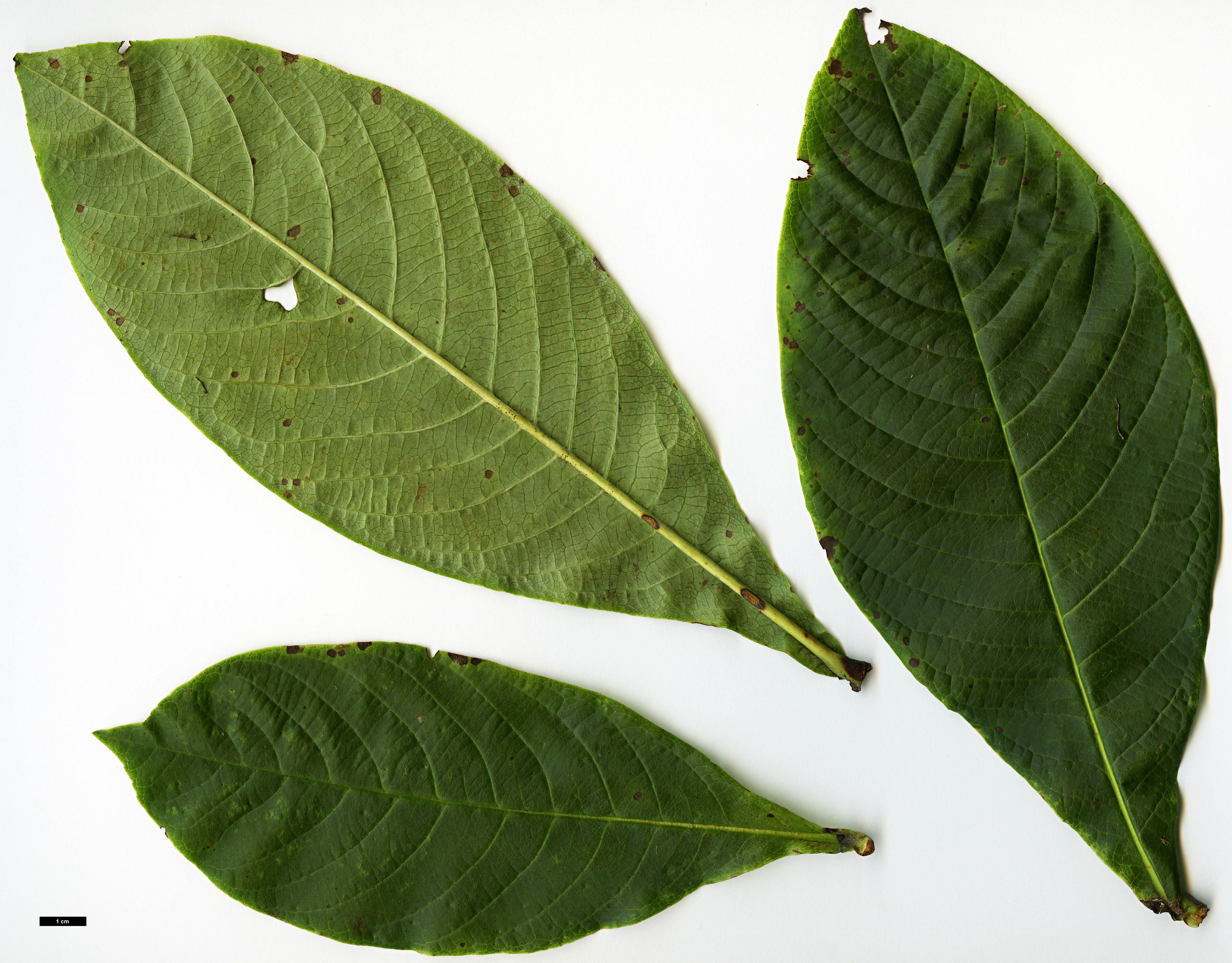 High resolution image: Family: Rosaceae - Genus: Sorbus - Taxon: medongensis